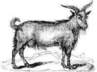 ANML0496.jpg