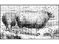 ANML0495.jpg