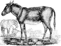 ANML0490.jpg