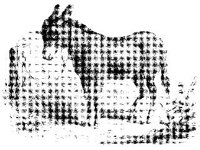 ANML0489.jpg