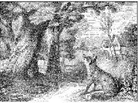 ANML0488.jpg