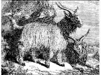 ANML0487.jpg