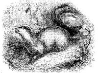 ANML0485.jpg