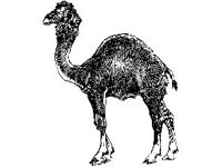 ANML0477.jpg