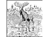 ANML0474.jpg