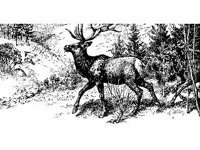ANML0461.jpg