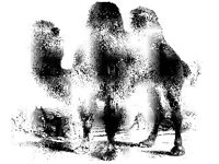 ANML0455.jpg