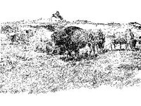 ANML0453.jpg