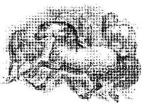 ANML0445.jpg