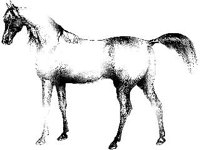 ANML0444.jpg