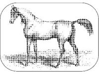 ANML0443.jpg