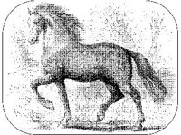 ANML0442.jpg