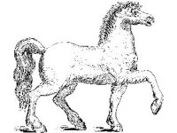 ANML0437.jpg