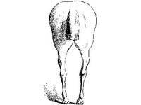 ANML0436.jpg