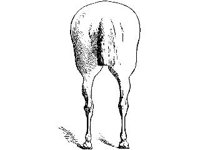 ANML0435.jpg