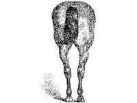 ANML0433.jpg