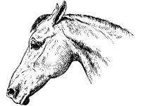 ANML0431.jpg