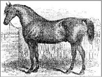 ANML0424.jpg