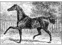 ANML0423.jpg