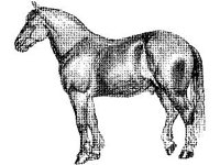 ANML0420.jpg
