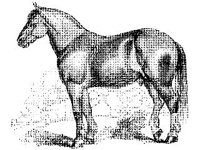 ANML0419.jpg