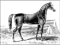 ANML0416.jpg