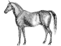 ANML0415.jpg