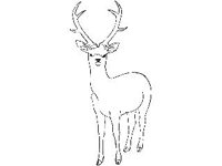 ANML0410.jpg