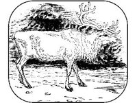 ANML0409.jpg