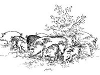 ANML0408.jpg