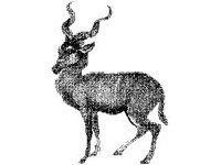 ANML0406.jpg