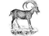 ANML0405.jpg
