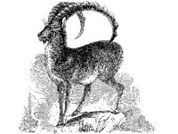ANML0404.jpg