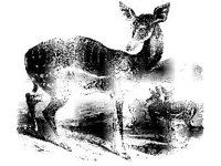 ANML0402.jpg