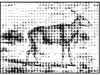 ANML0399.jpg