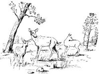 ANML0396.jpg