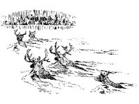 ANML0392.jpg