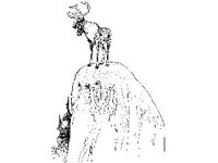 ANML0391.jpg