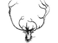 ANML0390.jpg