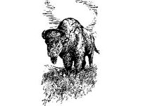 ANML0387.jpg