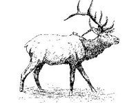 ANML0386.jpg