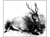 ANML0385.jpg