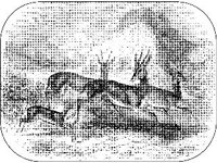 ANML0384.jpg