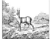 ANML0383.jpg