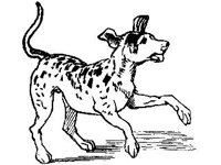 ANML0379.jpg