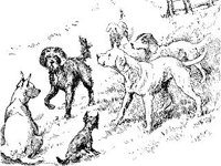 ANML0377.jpg