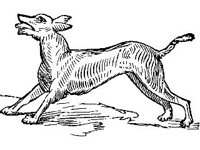 ANML0375.jpg