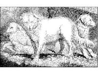 ANML0373.jpg