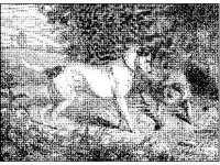 ANML0370.jpg