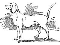 ANML0368.jpg